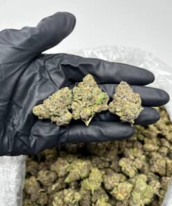 Blue Gushers Strain