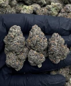 Gusher weed strain