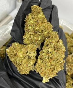 White Russian Strain