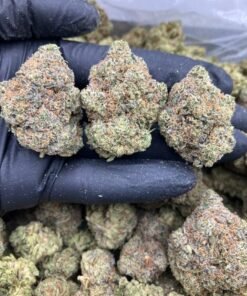 Blue Biscotti Strain