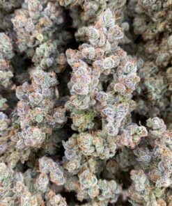 white gushers strain