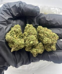 white runtz strain