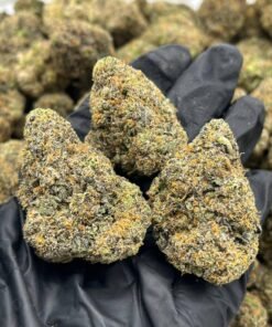 White Widow Strain