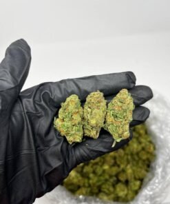 Gelato 41