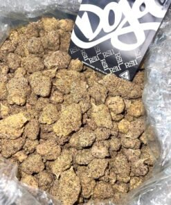 RS11 strain