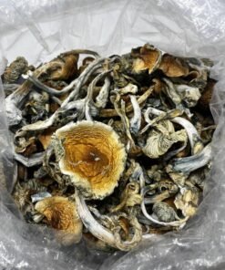 Blue Goba Magic Mushroom