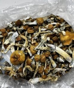 Blue Meanie Mushroom