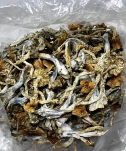 Golden Teacher Mushroom