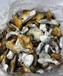 Penis Envy Mushroom