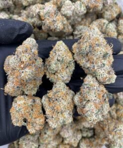 Durban poison strain