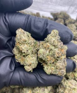 Gun Powder Strain