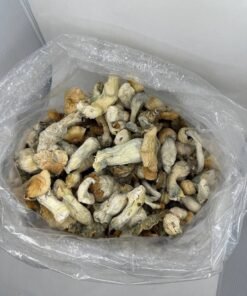 Mushroom Hillbilly Cubensis