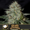 Blimburn Seeds Cannabis Seeds Gelato Fast Blooming Feminized