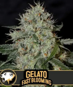 Blimburn Seeds Cannabis Seeds Gelato Fast Blooming Feminized