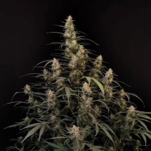 Fast Buds Cannabis Seeds Amnesia Haze Auto