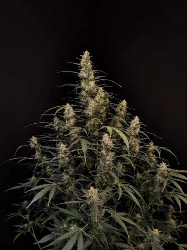 Fast Buds Cannabis Seeds Amnesia Haze Auto