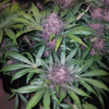 Fast Buds Cannabis Seeds Blackberry Auto