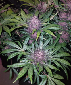 Fast Buds Cannabis Seeds Blackberry Auto