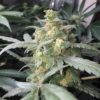 Fast Buds Cannabis Seeds Green Crack Auto