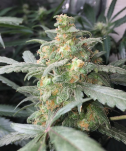 Fast Buds Cannabis Seeds Green Crack Auto