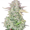 Fast Buds Cannabis Seeds Trainwreck Auto