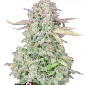 Fast Buds Cannabis Seeds Trainwreck Auto