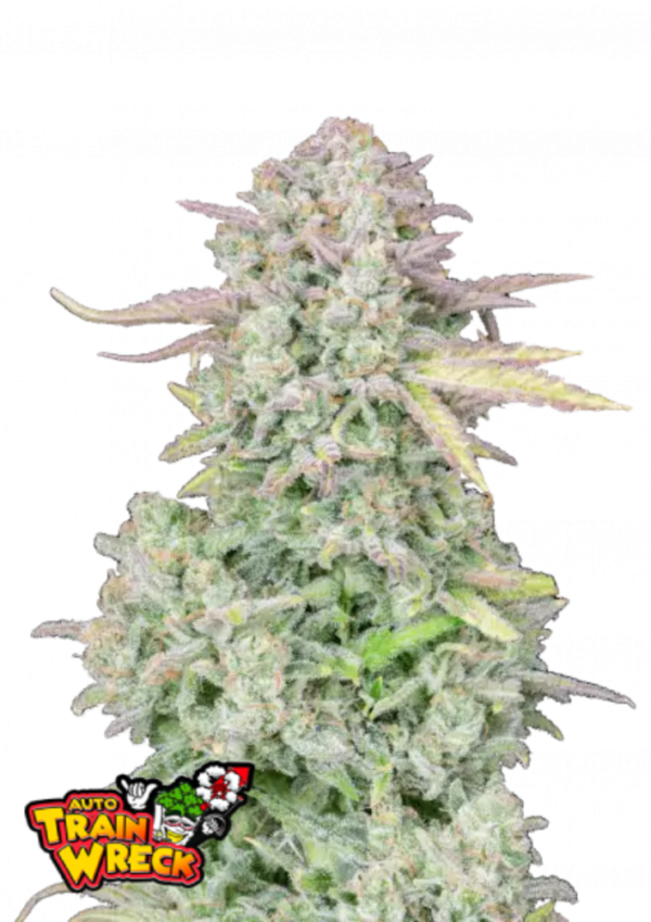 Fast Buds Cannabis Seeds Trainwreck Auto