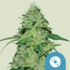 Royal Queen Seeds Cannabis Seeds Joanne's CBD Feminized (High CBD)