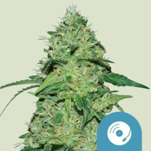 Royal Queen Seeds Cannabis Seeds Joanne's CBD Feminized (High CBD)