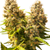 Sensi Seeds Cannabis Seeds Banana Kush Cake Automatic Feminized