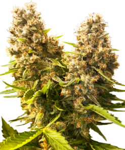 Sensi Seeds Cannabis Seeds Banana Kush Cake Automatic Feminized