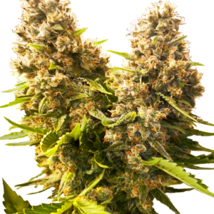 Sensi Seeds Cannabis Seeds Banana Kush Cake Automatic Feminized