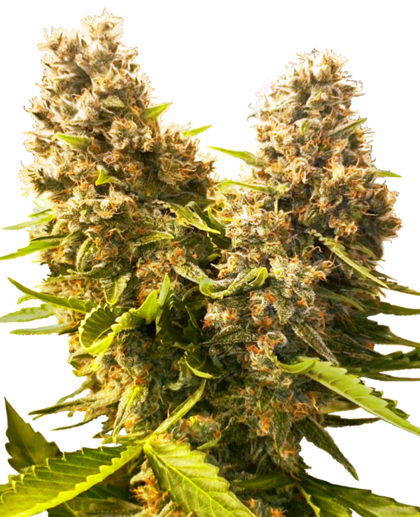 Sensi Seeds Cannabis Seeds Banana Kush Cake Automatic Feminized