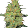 Sensi Seeds Cannabis Seeds Master Kush Feminized by White Label