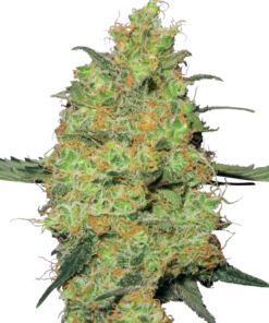 Sensi Seeds Cannabis Seeds Master Kush Feminized by White Label