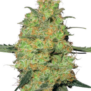 Sensi Seeds Cannabis Seeds Master Kush Feminized by White Label