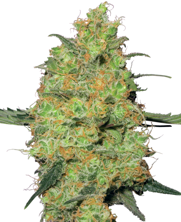 Sensi Seeds Cannabis Seeds Master Kush Feminized by White Label