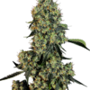 Sensi Seeds Cannabis Seeds OG Kush Feminized