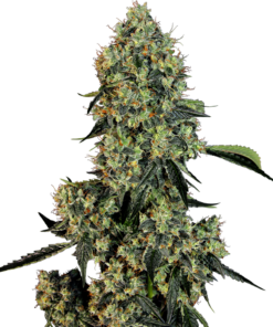 Sensi Seeds Cannabis Seeds OG Kush Feminized