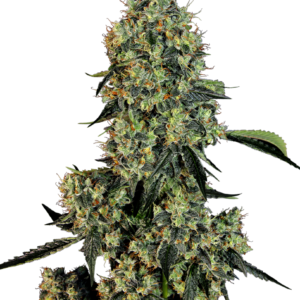 Sensi Seeds Cannabis Seeds OG Kush Feminized