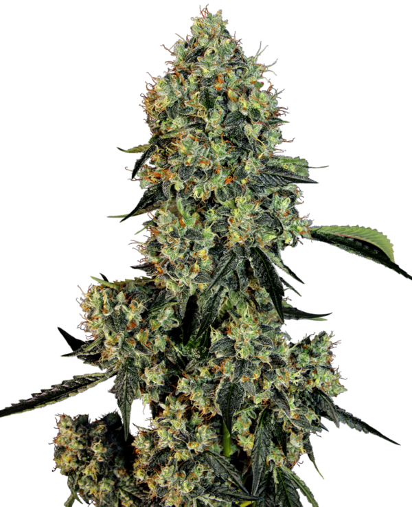 Sensi Seeds Cannabis Seeds OG Kush Feminized