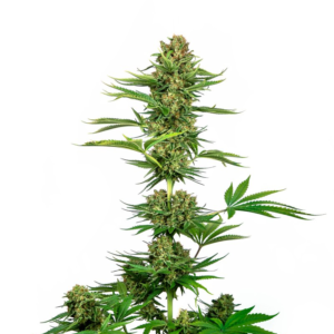 Sensi Seeds Cannabis Seeds Satin Black Domina CBD® Feminized