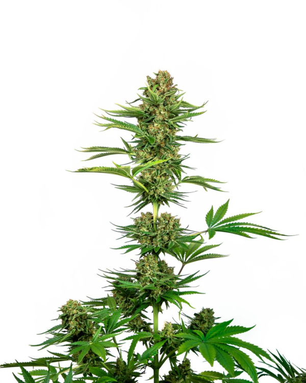 Sensi Seeds Cannabis Seeds Satin Black Domina CBD® Feminized