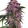 Sensi Seeds Cannabis Seeds Sensi Purple Kush® Feminized