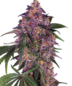 Sensi Seeds Cannabis Seeds Sensi Purple Kush® Feminized