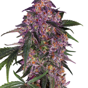 Sensi Seeds Cannabis Seeds Sensi Purple Kush® Feminized