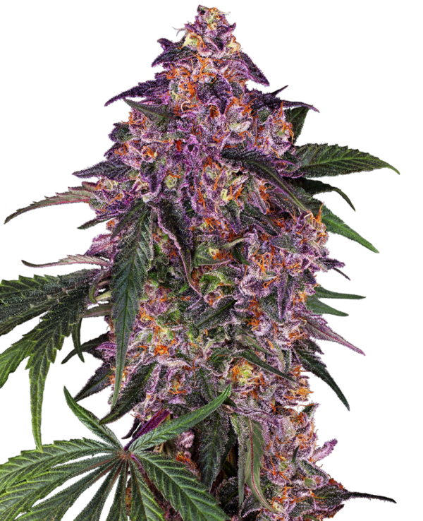 Sensi Seeds Cannabis Seeds Sensi Purple Kush® Feminized