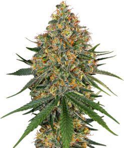 Sensi Seeds Cannabis Seeds White Cheese Feminized by White Label