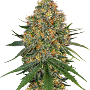 Sensi Seeds Cannabis Seeds White Cheese Feminized by White Label