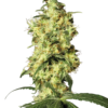 Sensi Seeds Cannabis Seeds White Widow Automatic Feminized